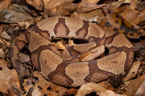 copperhead snake – copperhead snake venom – MWTV