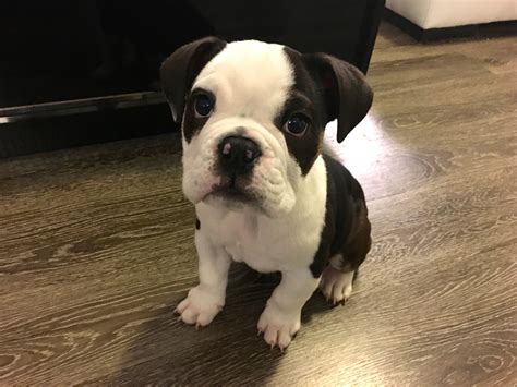 Teaching a Ten Week Old Bulldog Puppy the Basics: Dog Gone Problems