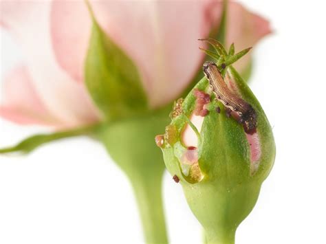 Closed Rose Bud
