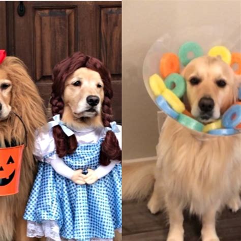 Halloween: cute dogs in costumes for the ultimate cuteness overload!