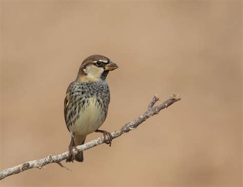 Bird : Passer hispaniolensis ( Spanish sparrow - Χωραφοσπουργίτης )
