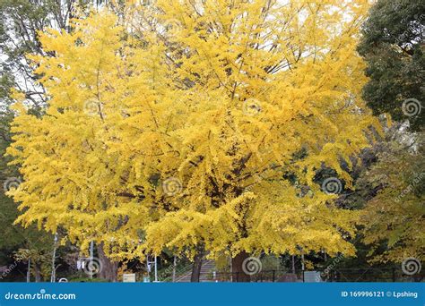 Autumn-foliage Special Feature, Yellow Gold Ginkgo Biloba Tree Leaves ...