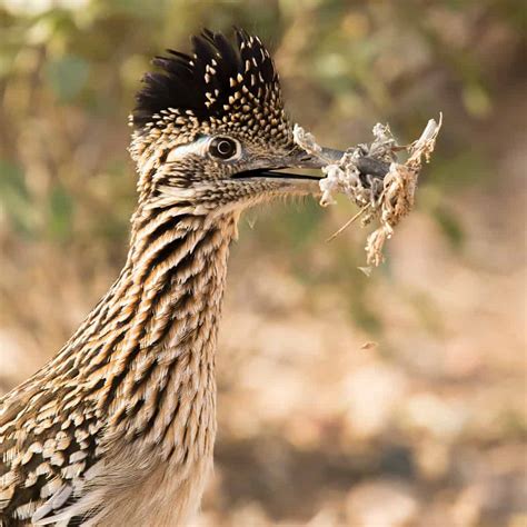 How Fast Do Roadrunners Run? Can They Also Fly? - A-Z Animals