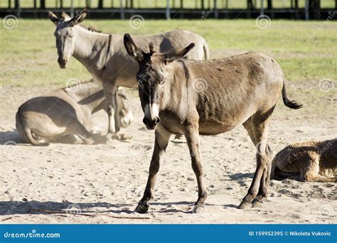 Donkey Farm Donkey Breeding Stock Image - Image of agriculture, lying ...