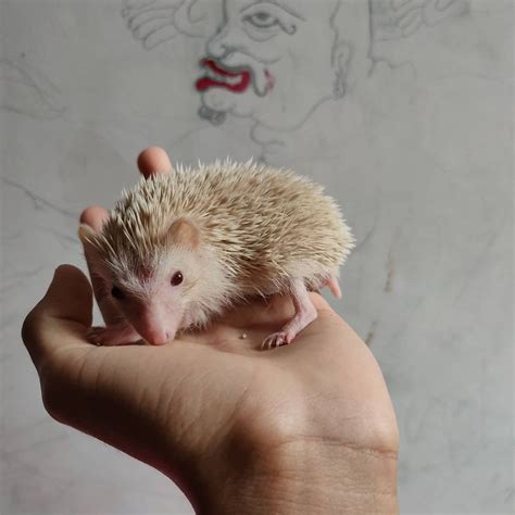 Baby Hedgehogs As Pets