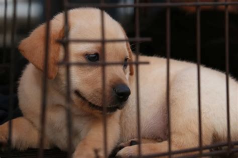 Puppy Crying At Night In The Crate: 9 Reasons & How To Help