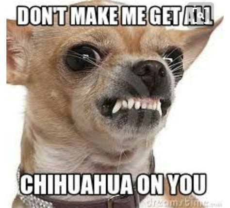Pin by Anna Marie Akers ♥️ Olson on funny | Chihuahua, Chihuahua dogs ...