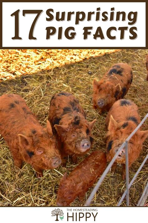 17 Surprising Pig Facts