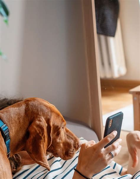 Can Dogs Eat Cilantro? Benefits, Precautions & How to Feed - PetLab Co