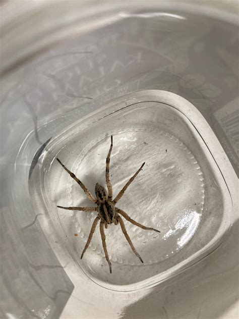 baby black house spiders : r/spiders