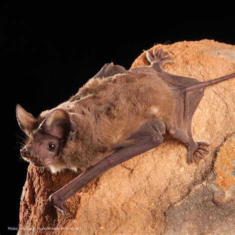 Mexican Free-tailed Bat (Tadarida brasiliensis) - Know Your Mammals