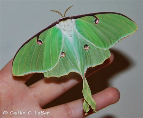 Northwest Butterflies: Species Profile: Luna Moth