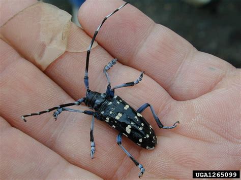Asian Long-Horned Beetle | Center for Invasive Species Research