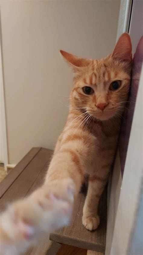 Kelsey's Groom Shop and Boarding - Carson Valley, Nevada | Genoa ...