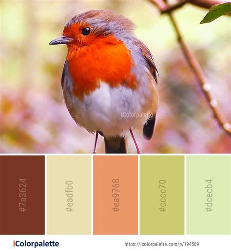 46 Robin Color Palette ideas in 2024 | iColorpalette