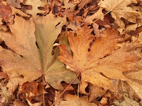 Acer macrophyllum - Big Leaf Maple - Jurassicplants Nurseries