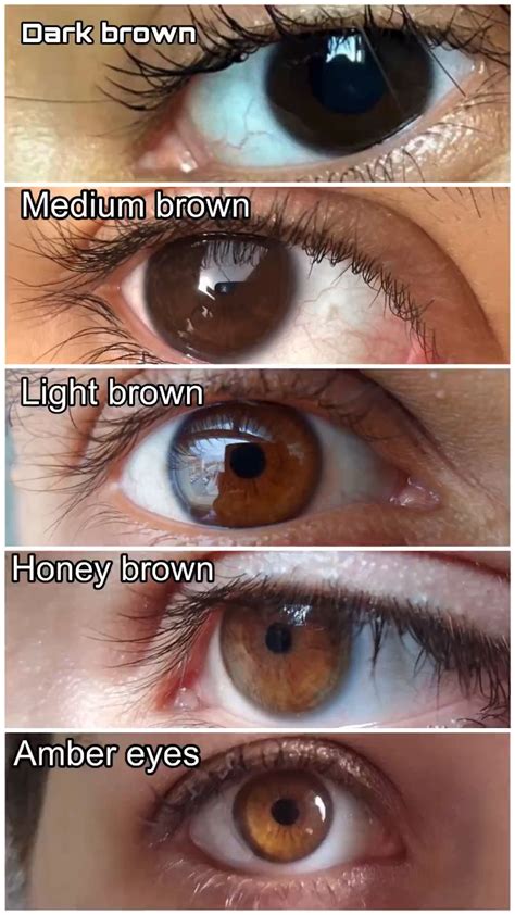 Different shades of brown eye color – Artofit