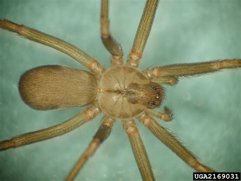 Don’t panic over brown recluse spiders in Michigan - Landscaping