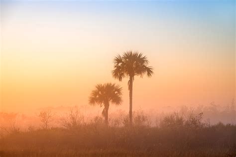 Everglades Cabbage Palms in Sunrise Fog Fine Art Photo Print | Photos ...