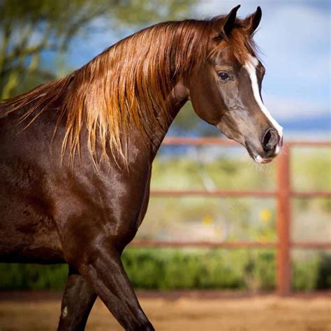 Horse Color Liver Chestnut