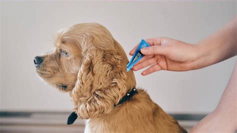 Pet Parasite Prevention In Incline Village, NV | Incline Veterinary ...