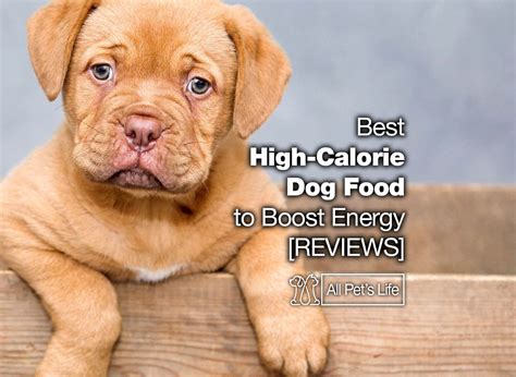12 best high-calorie dog food to boost energy [2023] - All Pet's Life