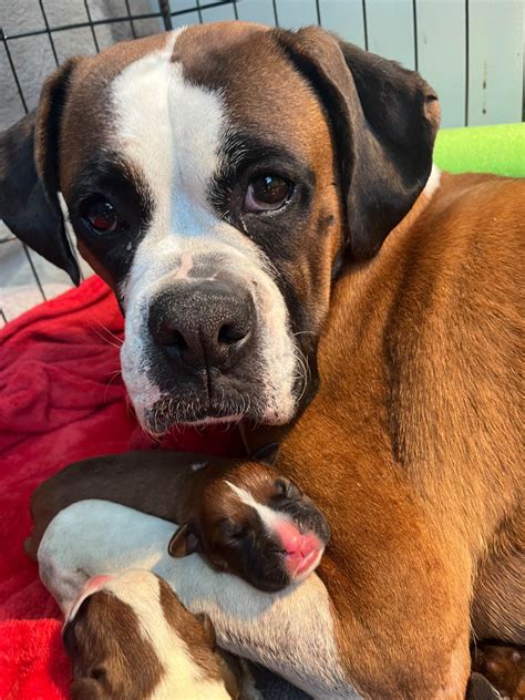 Central Valley Boxers - Boxer Puppies For Sale In Burlington, CT - Born ...