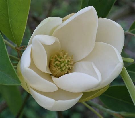 Sweetbay Magnolia Seeds, 10 Count, Magnolia virginiana, Southern Varie ...