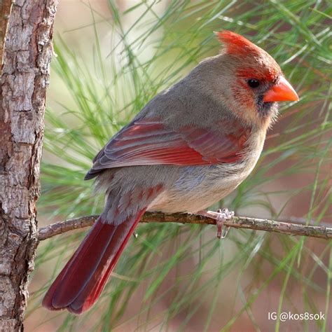 What Color Is A Female Cardinal at Charles Katz blog
