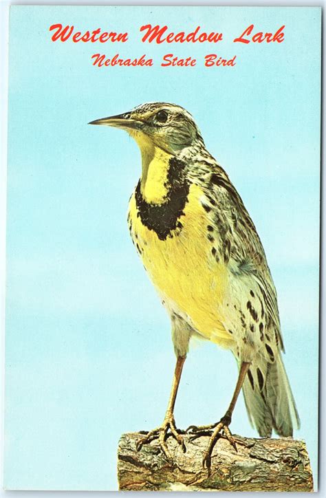 c1960s Lincoln, NE Nebraska State Bird Western Meadow Lark Museum ...
