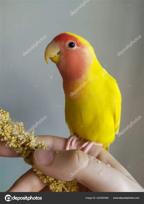 Pink Love Bird Images
