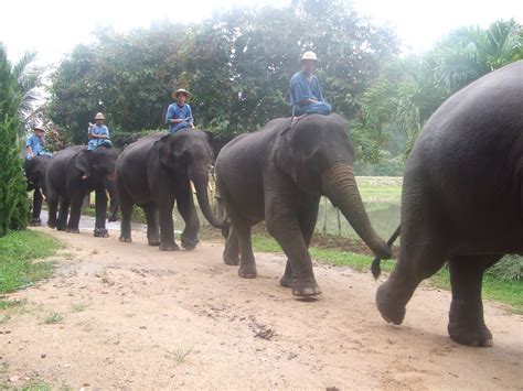 University of Tennessee investigating 'butt-chugging' incident at frat ...