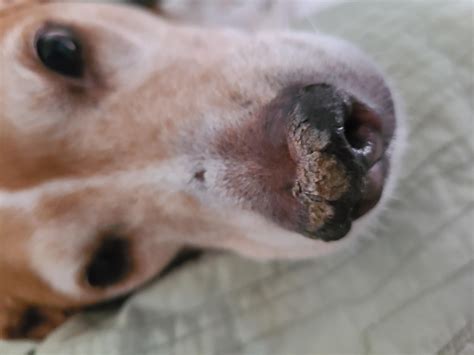 Dog nose scabs : r/DogCare