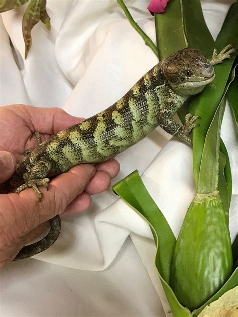 Monkey-tailed Skink by Scaley Pets & Friends - MorphMarket