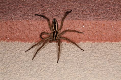 Brown Recluse Spiders in Georgia: Where They Live, What They Eat, How ...