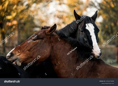 Two Horses Making Friends Herd Scratch Stock Photo 2552274095 ...