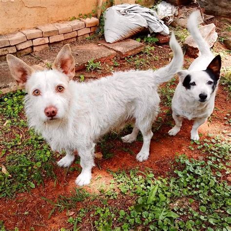 Snoopy and Puppy | Project Dog, Durban, South Africa