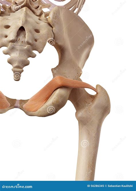 3d Illustration Of The Obturator Externus Muscles On Xray Musculature Royalty-Free Cartoon ...