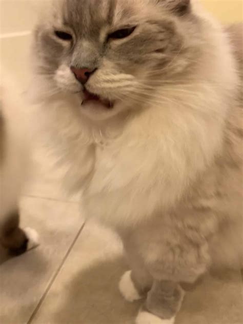 Flehmen Response Cat - Feline Flehmen Response Northwood Animal ...