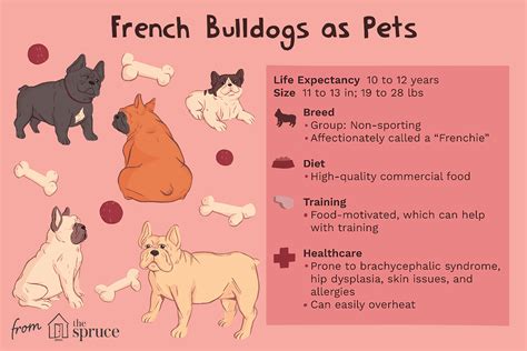 French Bulldog (Frenchie): Dog Breed Characteristics & Care