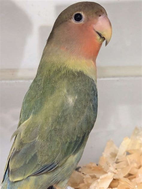 Peach Faced Lovebird
