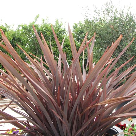 Flax Phormium Tenax New Zealand Flax 20 Fresh Seeds : Amazon.nl