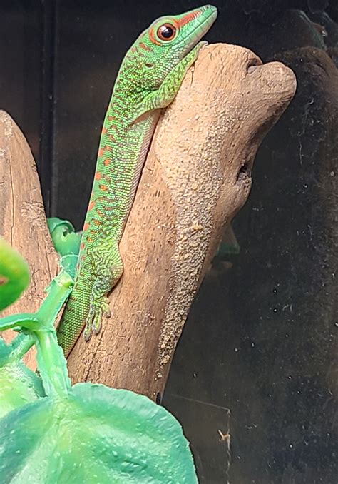 Phelsuma grandis 'Crimson Giant Day Gecko'-Crimson Giant Day