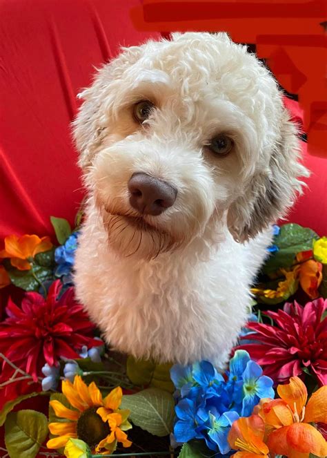 Buffalo Pug & Small Breed Rescue, Inc.