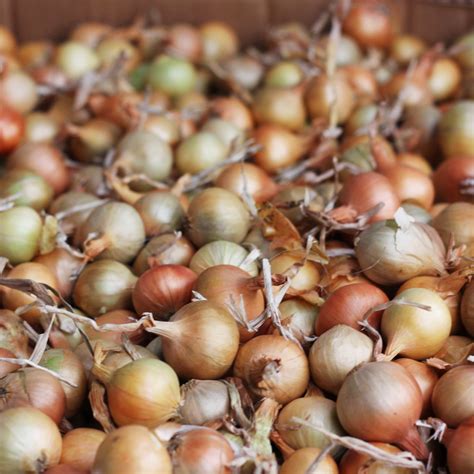 Can Chickens Eat Onions? - My Pet Chicken