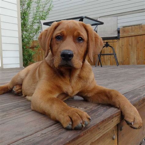 Labrador Retriever - Fox Red Puppies For Sale • Adopt Your Puppy Today ...