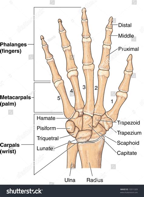 Human Hand Bones Labeled Stock Illustration 15311329 | Shutterstock