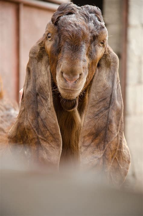 What Is A Female Goat Called - Hasma