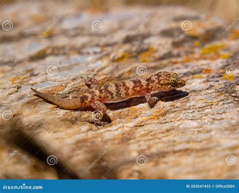 Mediterranean House Gecko (Hemidactylus Turcicus Stock Image - Image of ...