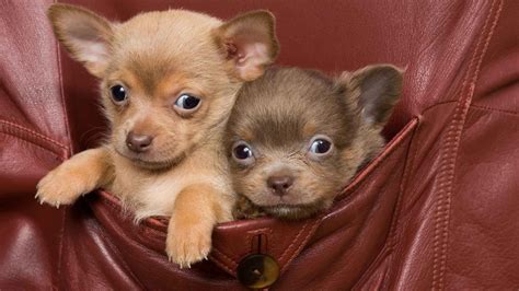 7 Best Pocket-Sized Teacup Dog Breeds For You EN Pet YOLO